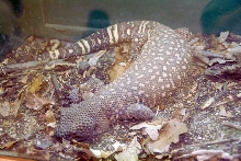 Reptile Rampage 2010