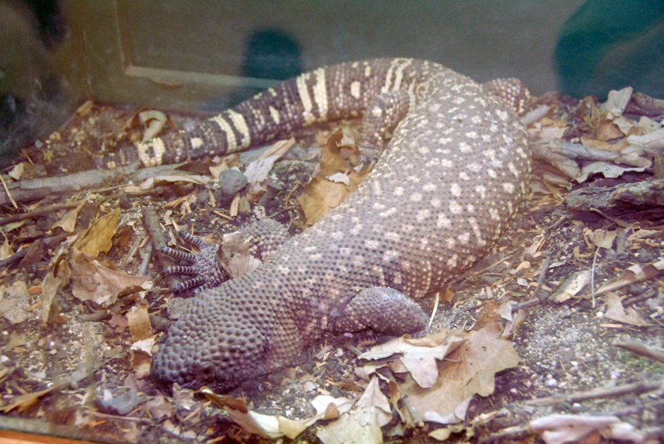 Reptile Rampage 2010