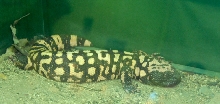 Reptile Rampage 2010