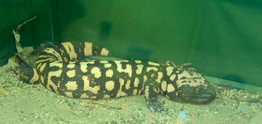 Reptile Rampage 2010