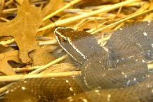 Reptile Rampage 2010