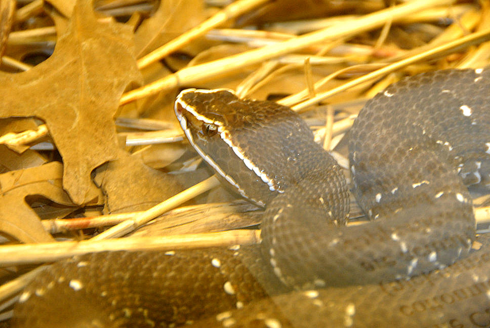 Reptile Rampage 2010