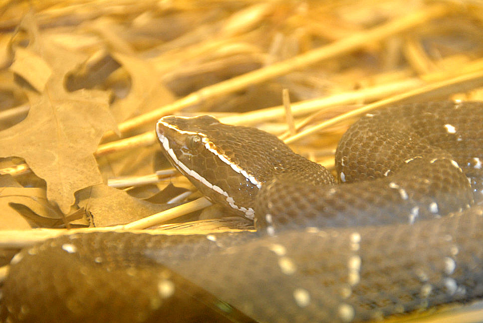 Reptile Rampage 2010