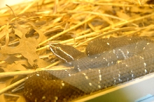 Reptile Rampage 2010