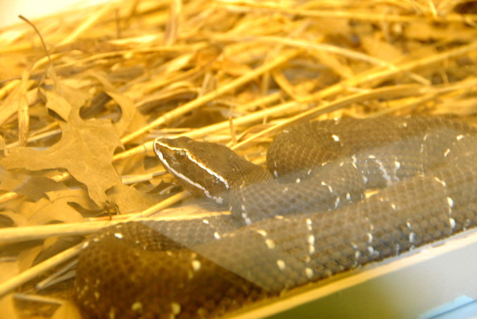 Reptile Rampage 2010