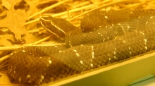 Reptile Rampage 2010