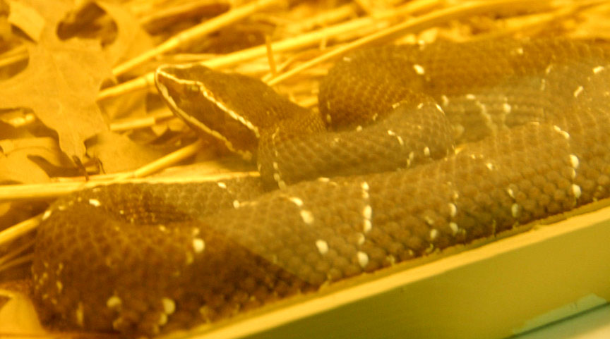 Reptile Rampage 2010