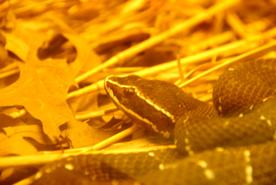 Reptile Rampage 2010