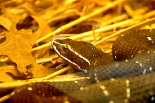 Reptile Rampage 2010