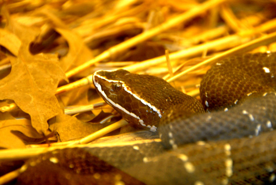 Reptile Rampage 2010