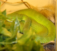 Reptile Rampage 2010