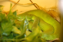 Reptile Rampage 2010