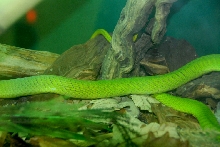 Reptile Rampage 2010