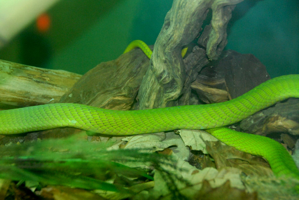 Reptile Rampage 2010