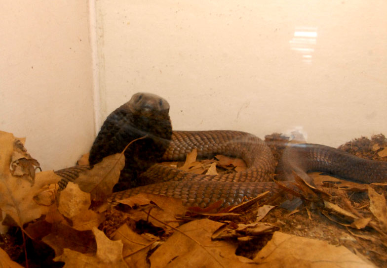 Reptile Rampage 2010