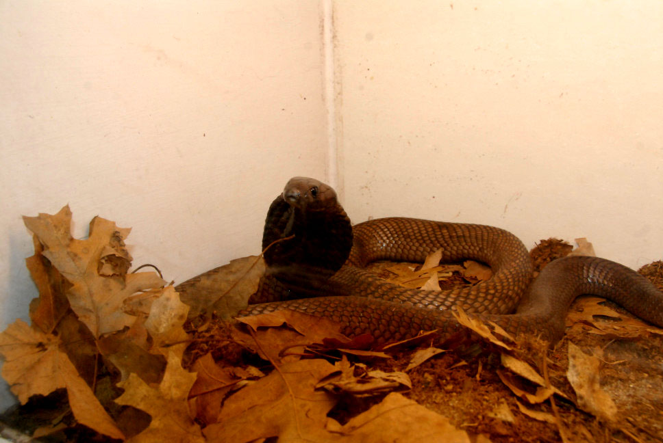 Reptile Rampage 2010