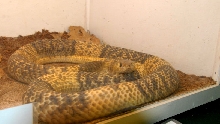 Reptile Rampage 2010