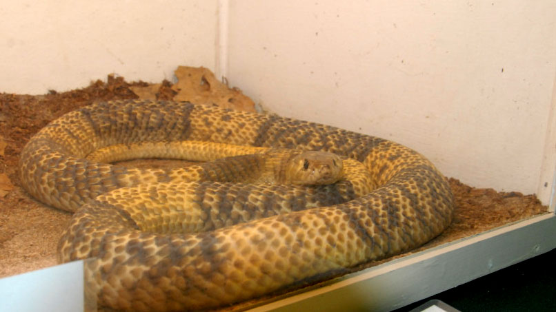 Reptile Rampage 2010