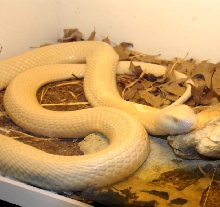 Reptile Rampage 2010