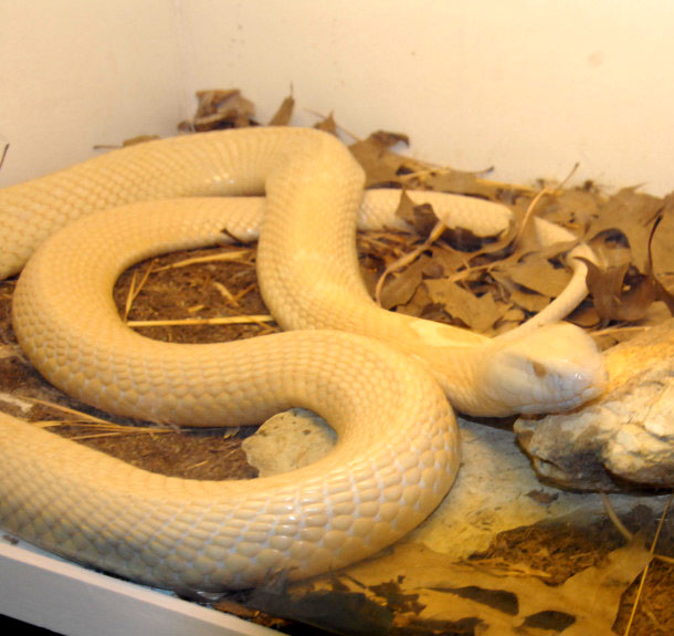 Reptile Rampage 2010