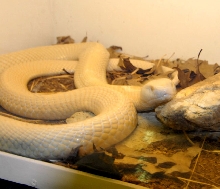 Reptile Rampage 2010