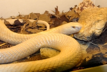 Reptile Rampage 2010