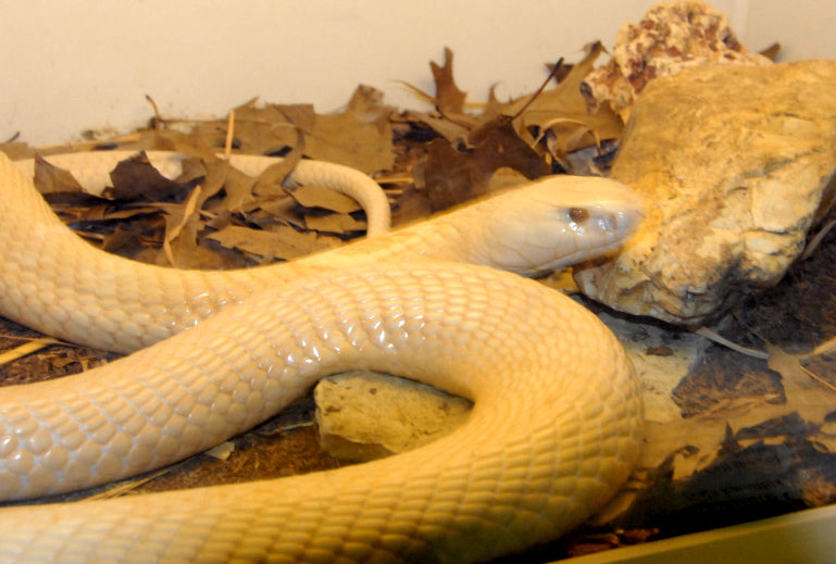Reptile Rampage 2010