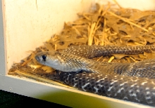 Reptile Rampage 2010