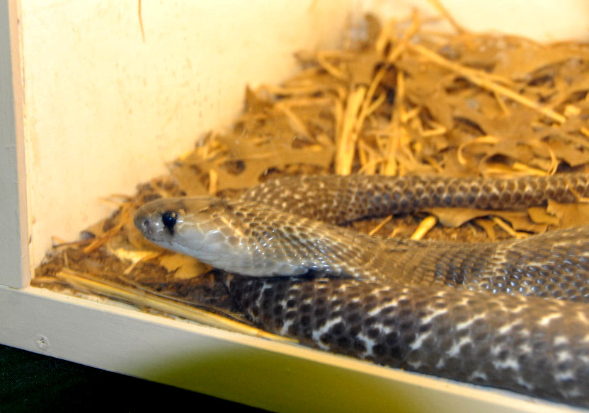 Reptile Rampage 2010