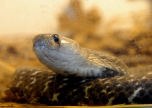 Reptile Rampage 2010