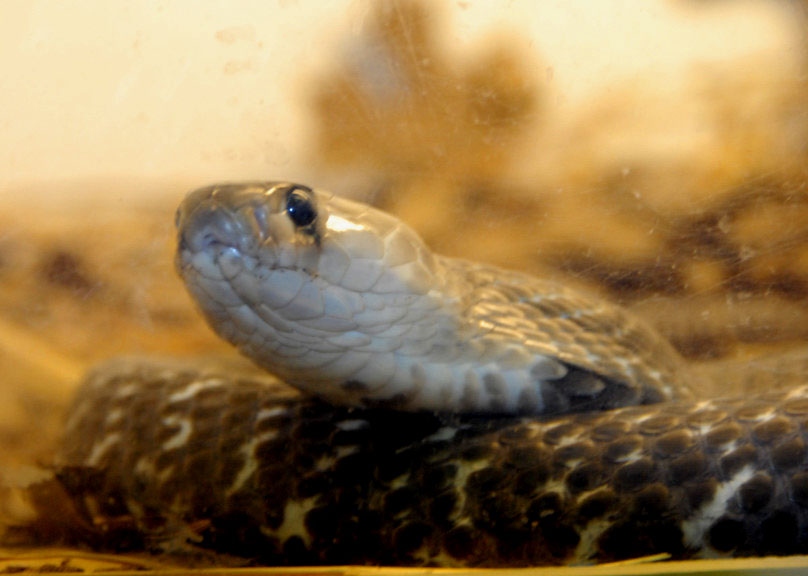 Reptile Rampage 2010