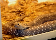 Reptile Rampage 2010