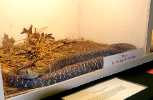 Reptile Rampage 2010