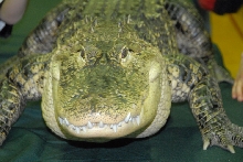 Reptile Rampage 2010