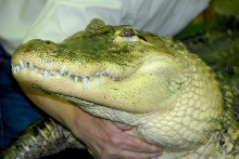 Reptile Rampage 2010