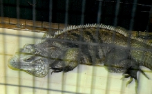 Reptile Rampage 2010