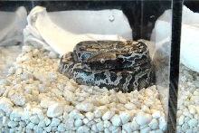 National Reptile Breeders Expo 2010 Friday Setup, Daytona Beach, Florida  -