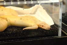 National Reptile Breeders Expo 2010 Friday Setup, Daytona Beach, Florida  -