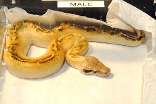 National Reptile Breeders Expo 2010 Friday Setup, Daytona Beach, Florida  -