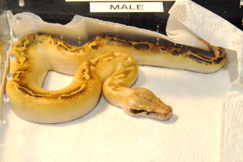 National Reptile Breeders Expo 2010 Friday Setup, Daytona Beach, Florida  -