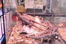 National Reptile Breeders Expo 2010 Friday Setup, Daytona Beach, Florida  -