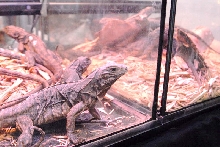 National Reptile Breeders Expo 2010 Friday Setup, Daytona Beach, Florida  -