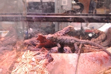 National Reptile Breeders Expo 2010 Friday Setup, Daytona Beach, Florida  -