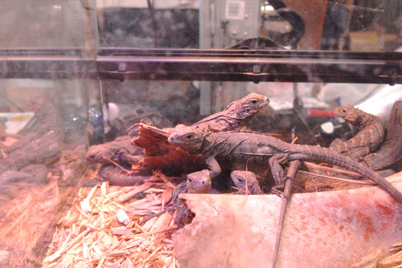 National Reptile Breeders Expo 2010 Friday Setup, Daytona Beach, Florida  -
