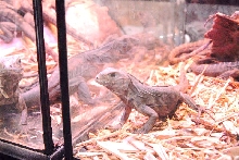 National Reptile Breeders Expo 2010 Friday Setup, Daytona Beach, Florida  -