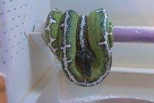 National Reptile Breeders Expo 2010 Friday Setup, Daytona Beach, Florida  -