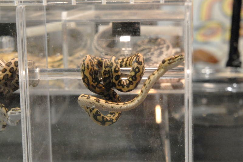 National Reptile Breeders Expo 2010 Friday Setup, Daytona Beach, Florida  -