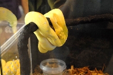 National Reptile Breeders Expo 2010 Friday Setup, Daytona Beach, Florida  -