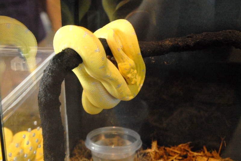 National Reptile Breeders Expo 2010 Friday Setup, Daytona Beach, Florida  -