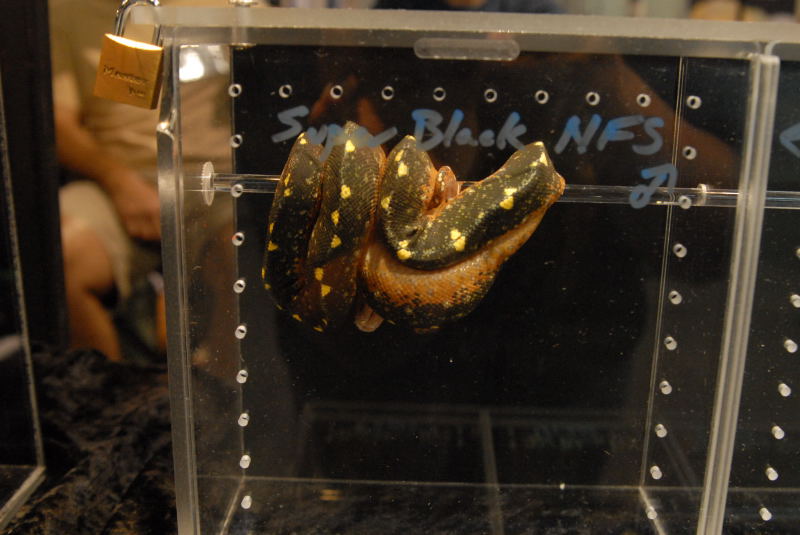 National Reptile Breeders Expo 2010 Friday Setup, Daytona Beach, Florida  -